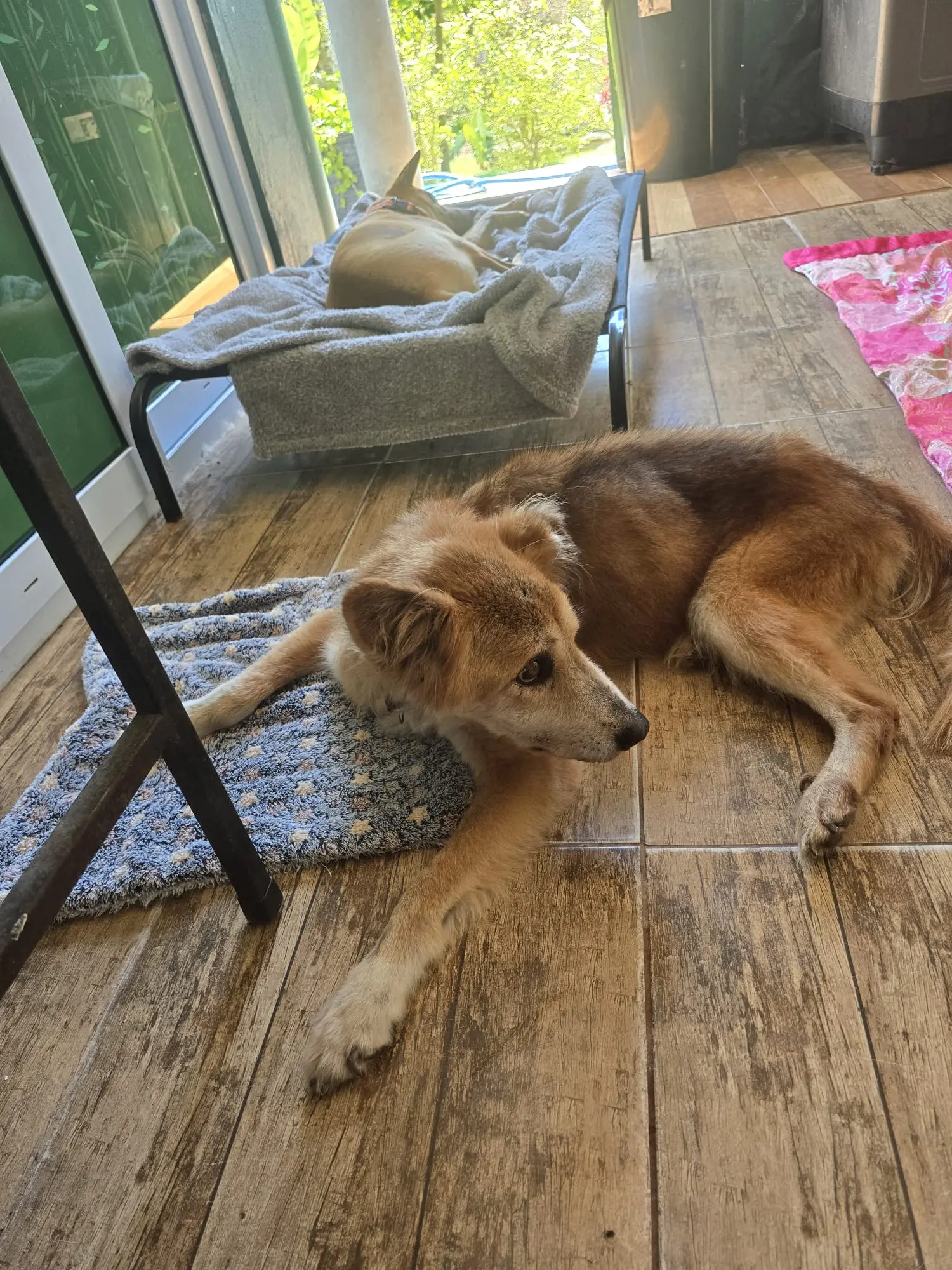 Sabai Dog – Hunde im Freilauf