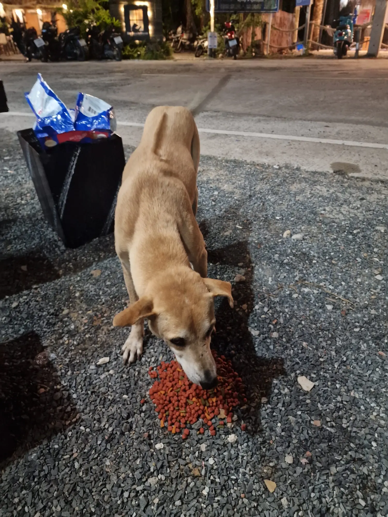 Hunde bei Sabai Dog auf Koh Kood