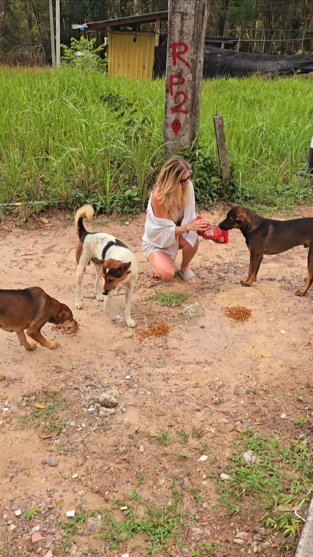 Hundepflege auf Koh Kood