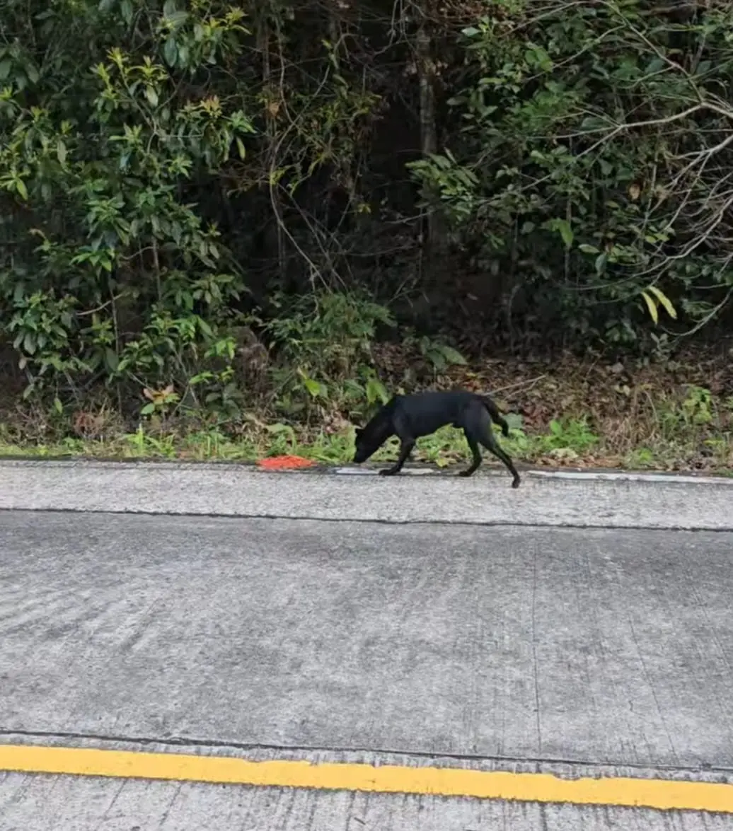 Hundepflege bei Sabai Dog