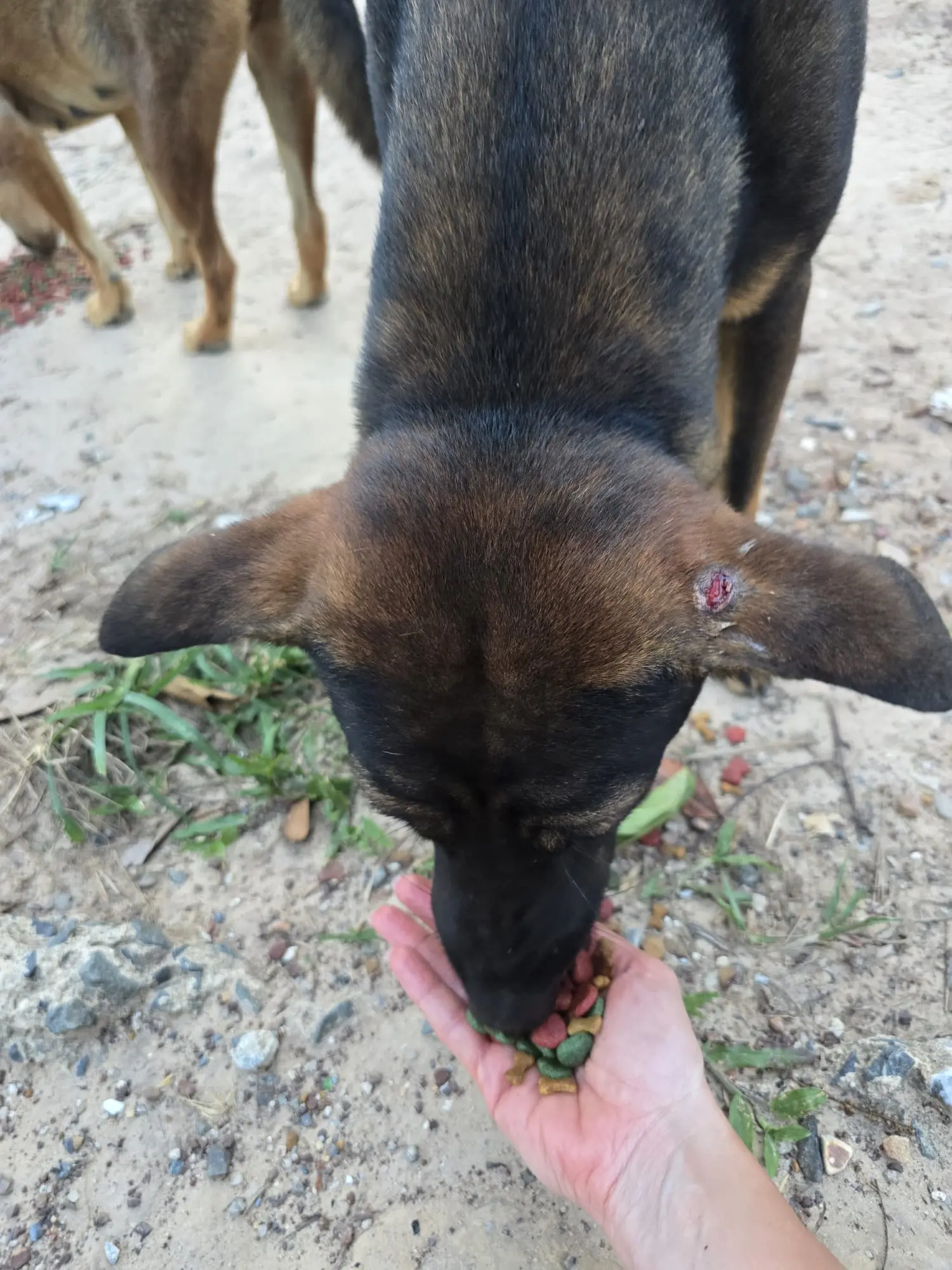 Sabai Dog Koh Kood – Hundegruppe