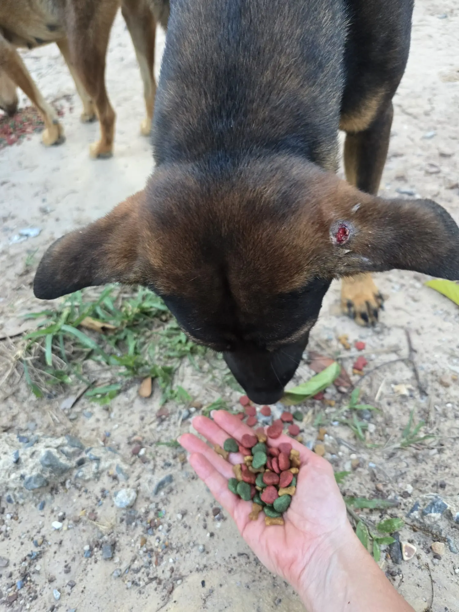 Spielende Hunde bei Sabai Dog