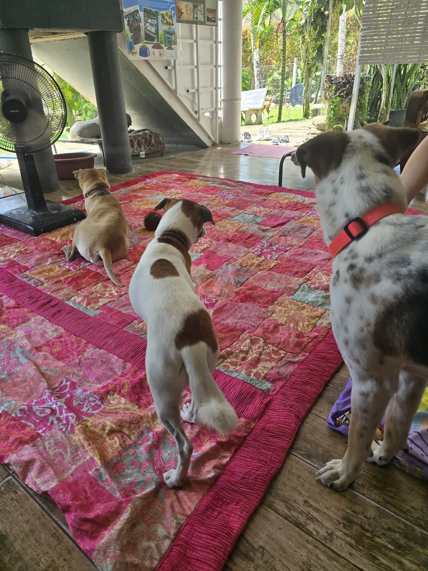 Tierschutz auf der Insel Koh Kood