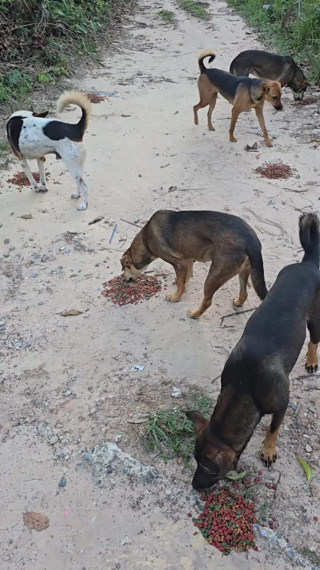 Sabai Dog – Tierschutz mit Herz